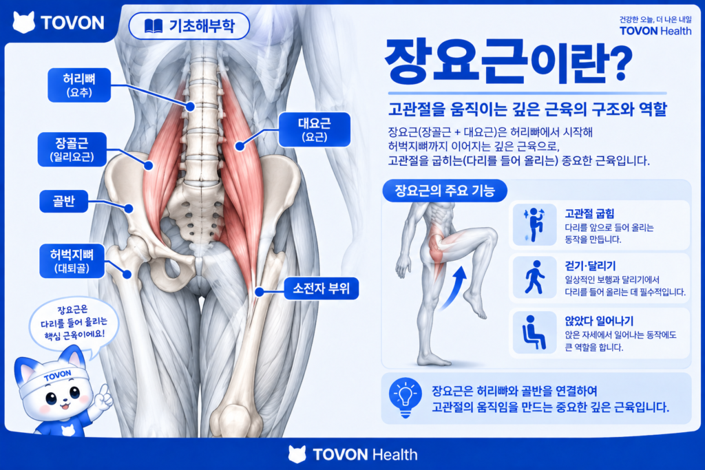 장요근이란? 고관절을 움직이는 깊은 근육의 구조와 역할 장요근의 구조와 고관절 움직임을 보여주는 해부학 이미지