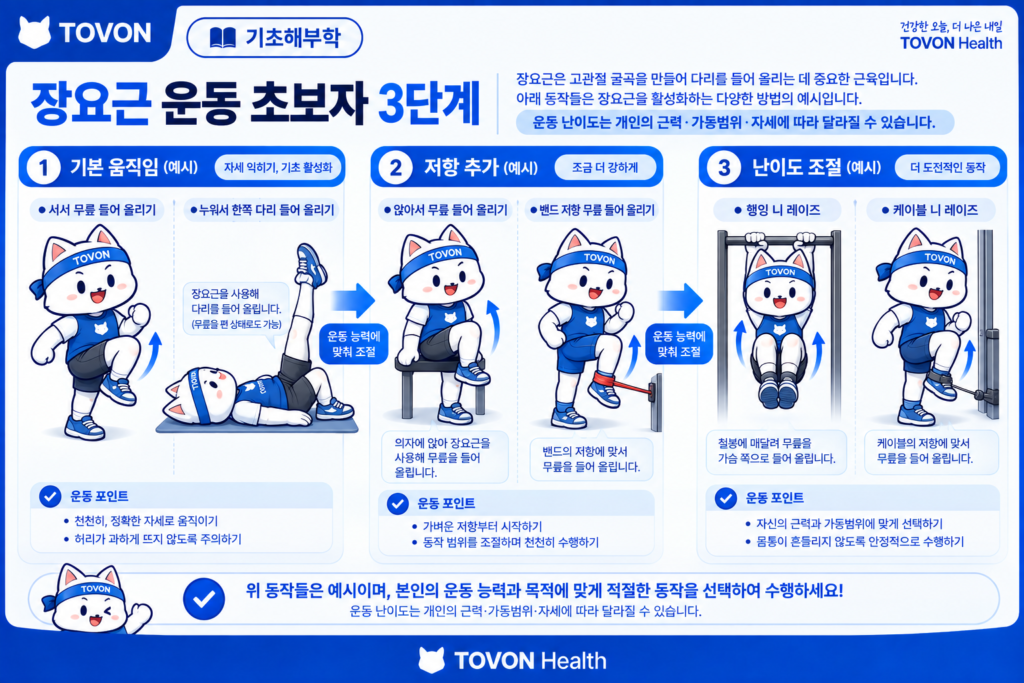 장요근이란? 고관절을 움직이는 깊은 근육의 구조와 역할 초보자를 위한 장요근 관련 고관절 굴곡 운동 단계