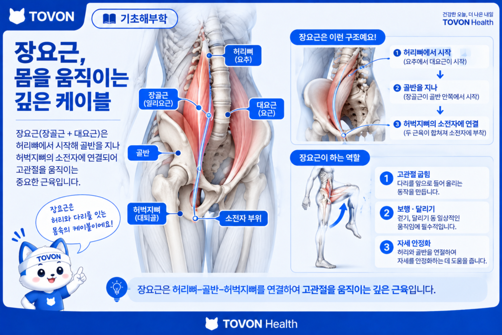 장요근이란? 고관절을 움직이는 깊은 근육의 구조와 역할 허리와 골반에서 허벅지로 이어지는 장요근의 연결 구조