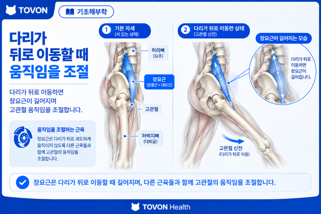 장요근이란? 고관절을 움직이는 깊은 근육의 구조와 역할 다리가 뒤로 움직일 때 장요근이 움직임을 조절하는 모습