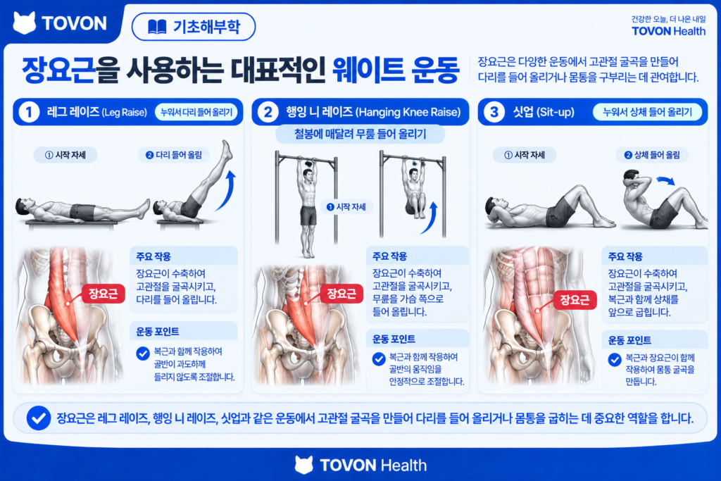 장요근이란? 고관절을 움직이는 깊은 근육의 구조와 역할 레그 레이즈와 행잉 니 레이즈에서 장요근이 사용되는 모습