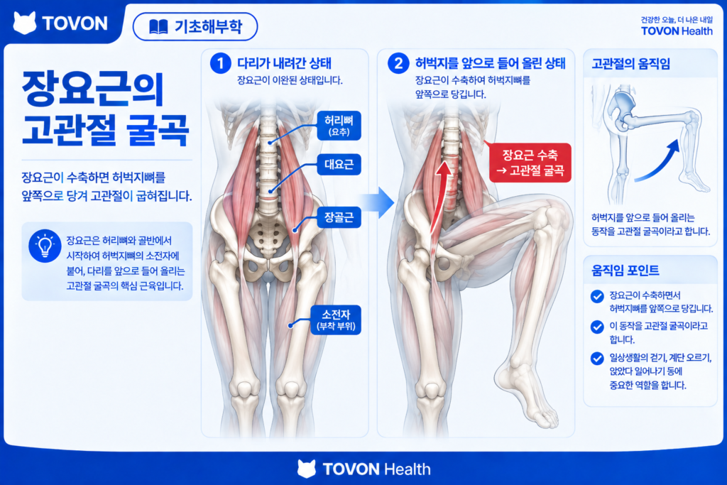 장요근이란? 고관절을 움직이는 깊은 근육의 구조와 역할 장요근이 다리를 앞으로 들어 올리는 고관절 굴곡 동작