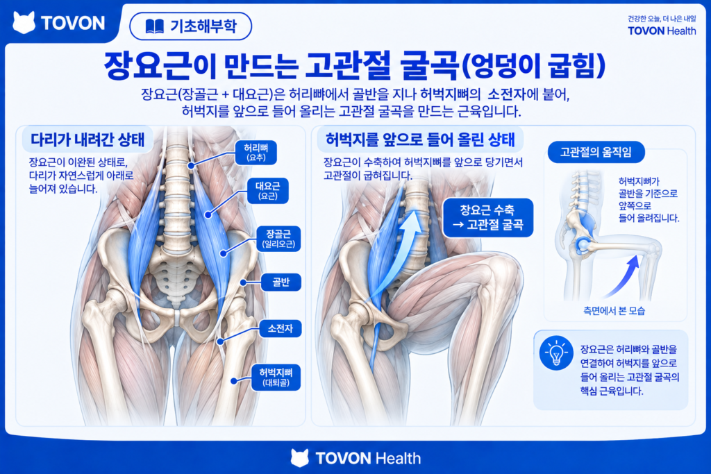 장요근이란? 고관절을 움직이는 깊은 근육의 구조와 역할 장요근이 고관절 굴곡에 관여하는 움직임