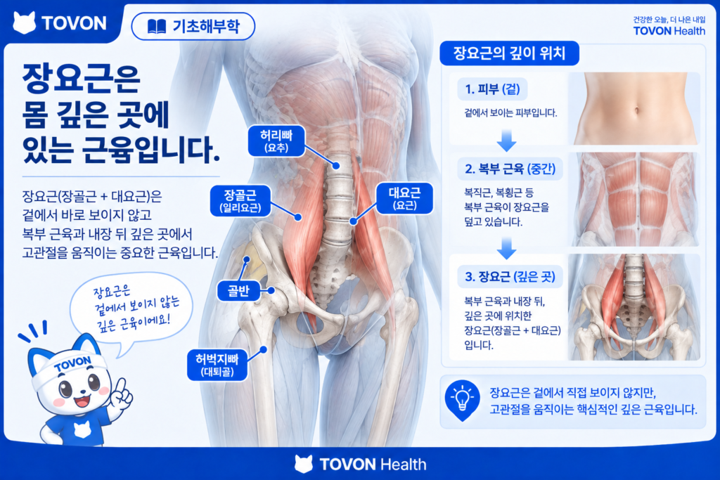 장요근이란? 고관절을 움직이는 깊은 근육의 구조와 역할 몸 깊은 곳에 위치한 장요근의 해부학적 위치