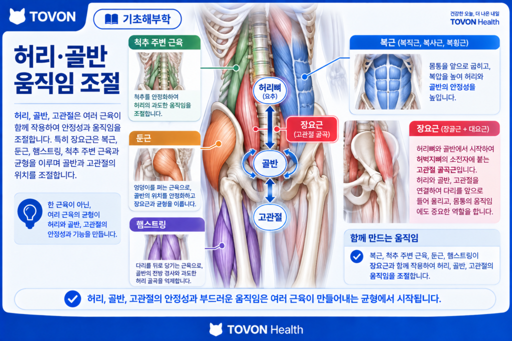 장요근이란? 고관절을 움직이는 깊은 근육의 구조와 역할 장요근과 주변 근육이 허리와 골반의 움직임을 조절하는 모습
