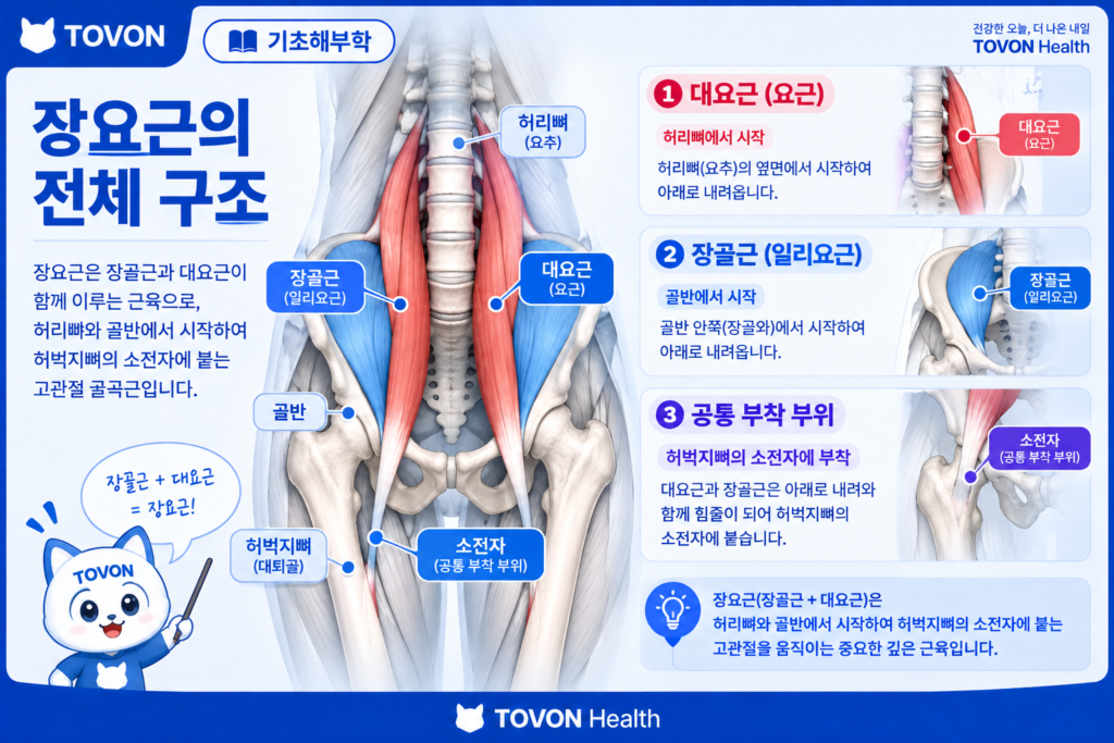 장요근이란? 고관절을 움직이는 깊은 근육의 구조와 역할 대요근과 장골근으로 이루어진 장요근의 구조