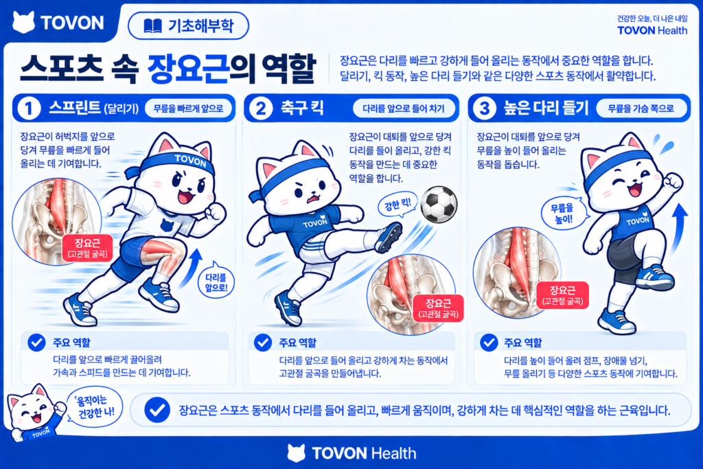 장요근이란? 고관절을 움직이는 깊은 근육의 구조와 역할 달리기와 킥 동작에서 고관절 굴곡근이 사용되는 모습
