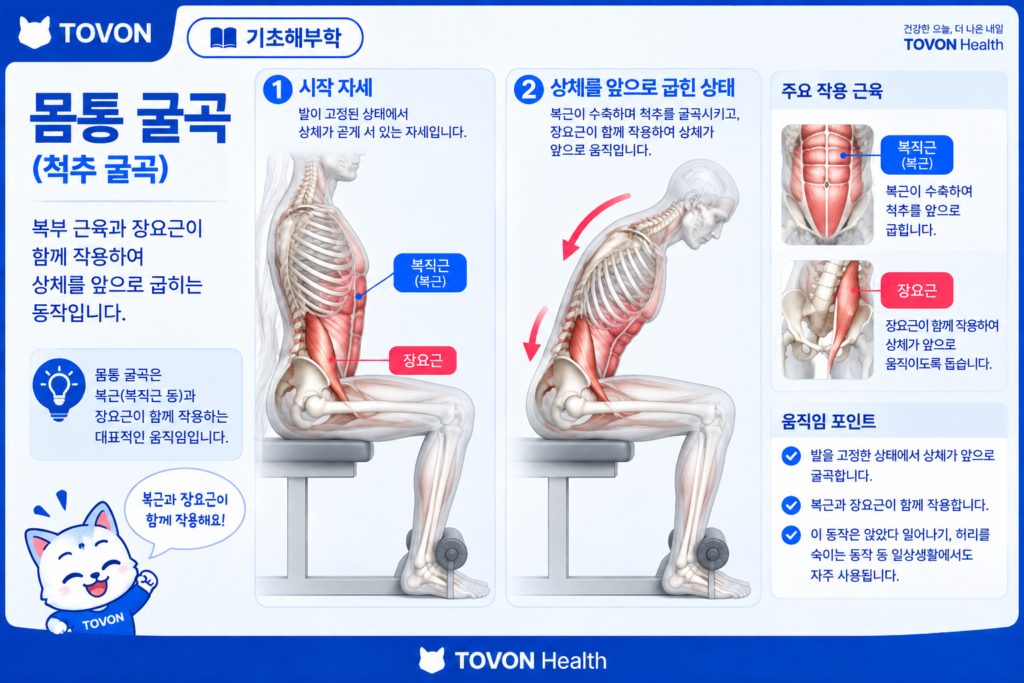 장요근이란? 고관절을 움직이는 깊은 근육의 구조와 역할 다리가 고정된 상태에서 장요근이 몸통 움직임에 관여하는 모습