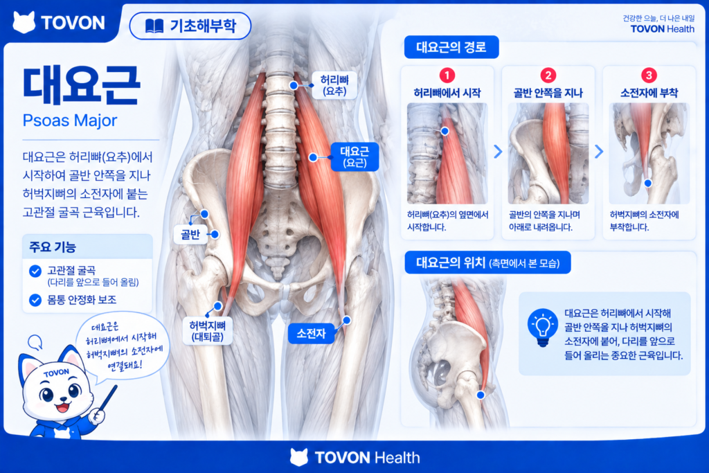 장요근이란? 고관절을 움직이는 깊은 근육의 구조와 역할 허리뼈에서 시작해 허벅지뼈로 이어지는 대요근의 구조