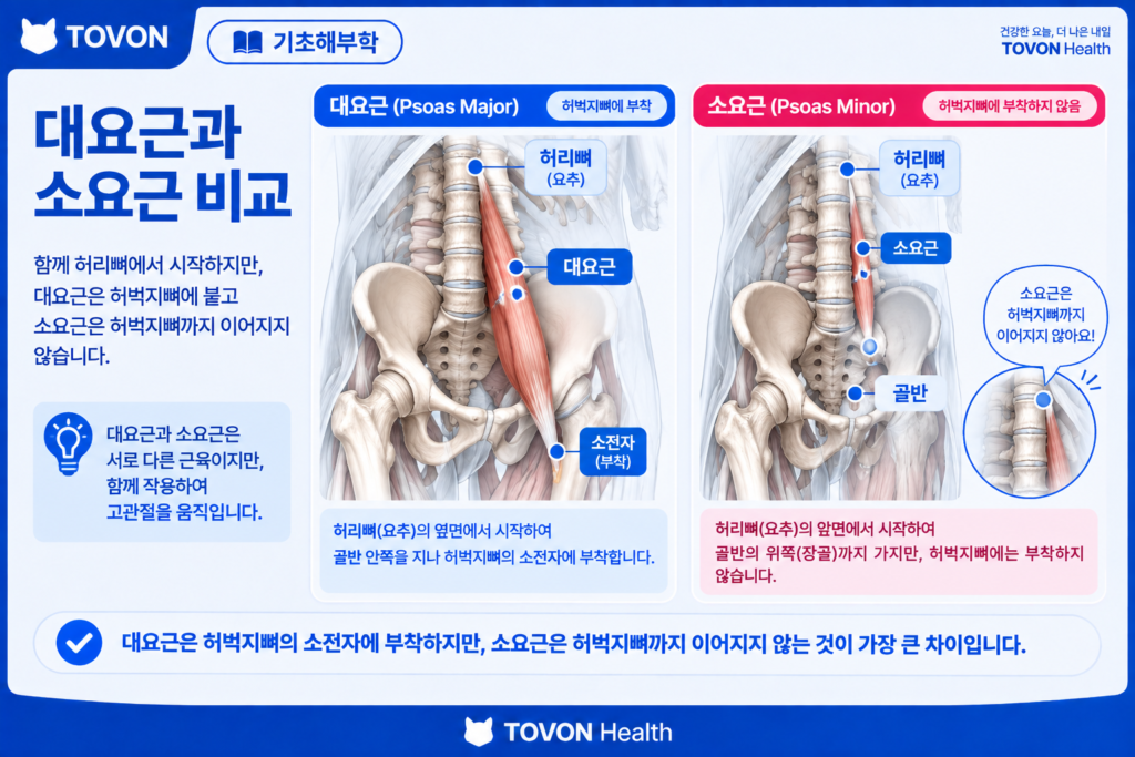 장요근이란? 고관절을 움직이는 깊은 근육의 구조와 역할 대요근 앞쪽에 위치한 소요근의 해부학적 구조