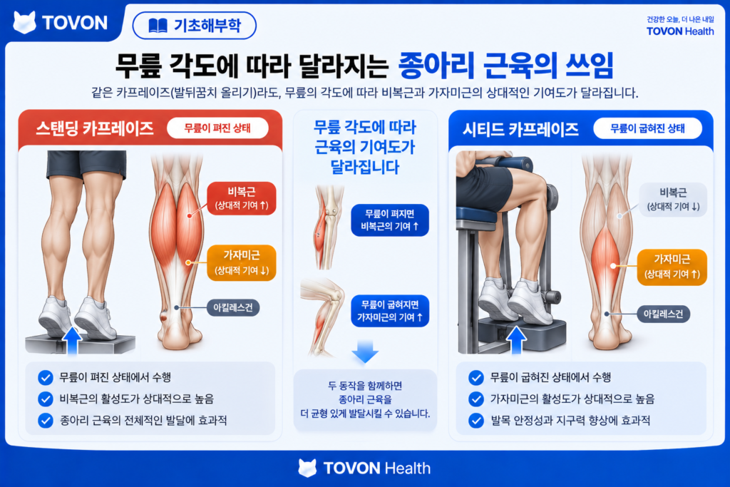 종아리 근육이란? 비복근과 가자미근의 구조와 역할 스탠딩 카프레이즈와 시티드 카프레이즈의 자세와 종아리 근육 비교