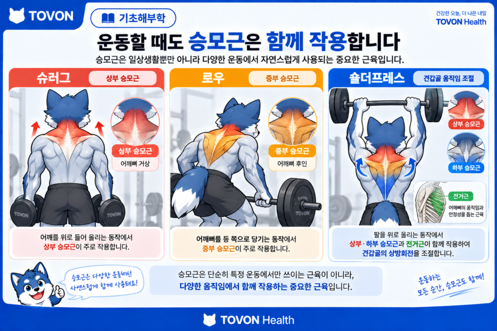 승모근이란? 목과 어깨뼈를 움직이는 등 근육의 구조와 역할 슈러그와 로우와 숄더프레스에서 승모근이 사용되는 모습