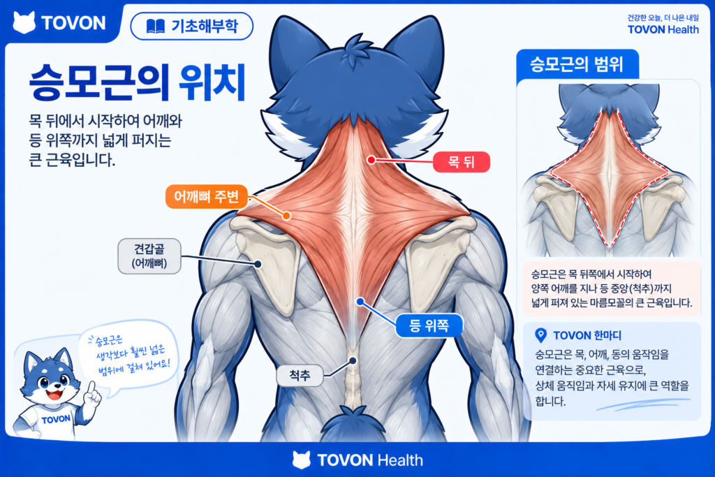승모근이란? 목과 어깨뼈를 움직이는 등 근육의 구조와 역할 목 뒤에서 어깨와 등까지 이어지는 승모근의 위치와 형태