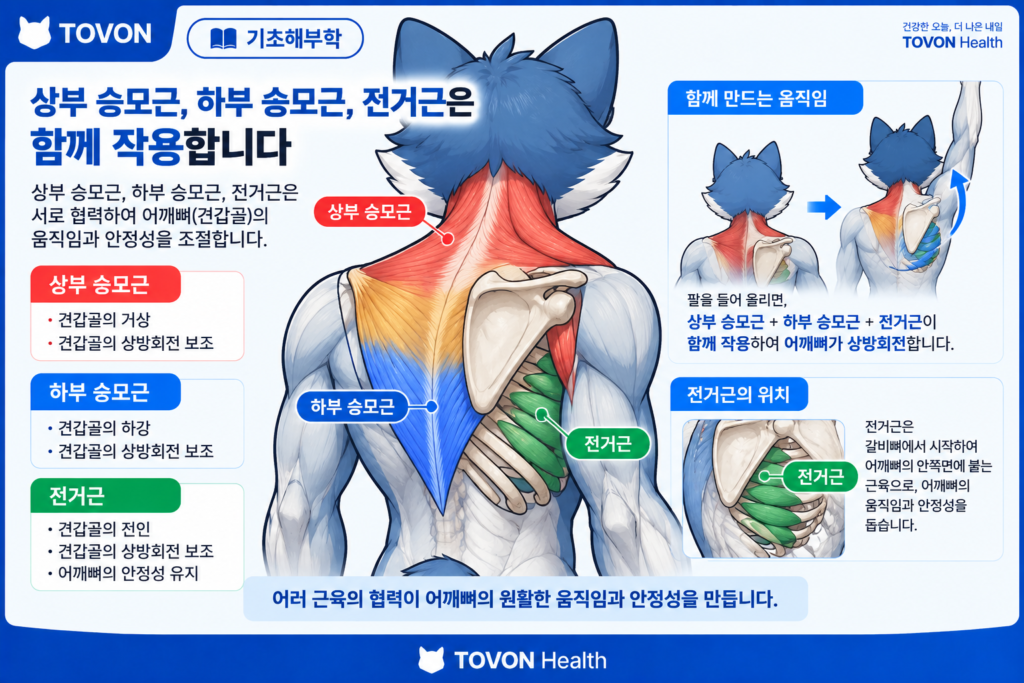 승모근이란? 목과 어깨뼈를 움직이는 등 근육의 구조와 역할 상부와 중부와 하부 승모근과 전거근의 협력으로 어깨뼈를 조절하는 모습