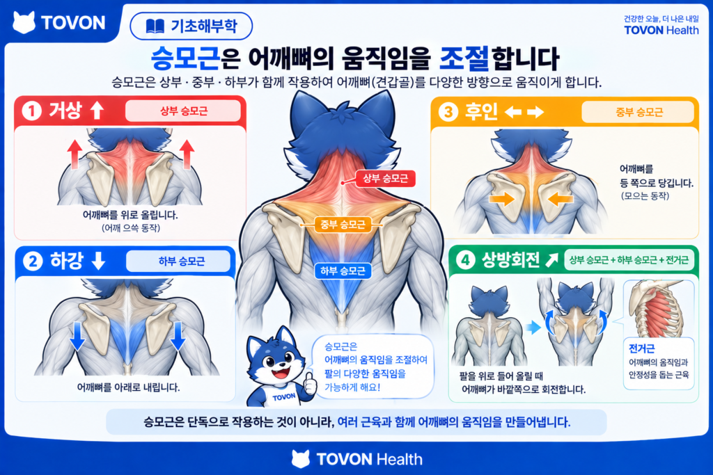 승모근이란? 목과 어깨뼈를 움직이는 등 근육의 구조와 역할 승모근이 어깨뼈의 거상과 하강과 후인과 상방회전에 관여하는 모습