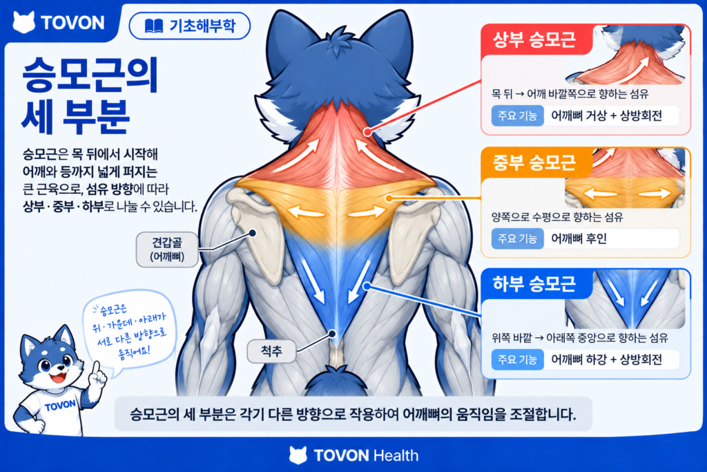 승모근이란? 목과 어깨뼈를 움직이는 등 근육의 구조와 역할 목 뒤에서 어깨와 등까지 이어지는 승모근의 위치와 형태